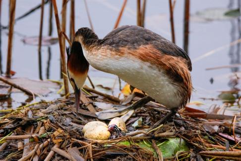 Great Crested Grebes 54