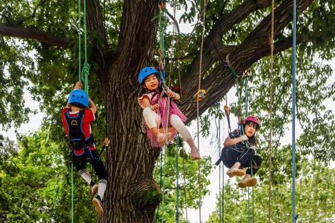 Tree Climbing4