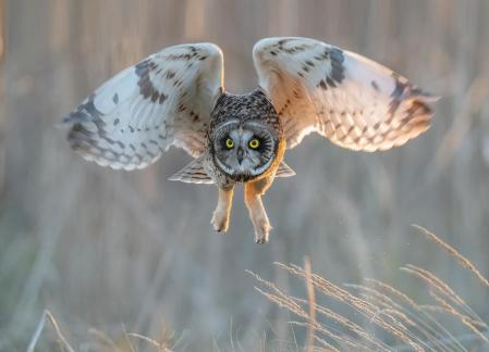 lovely owl with big eyes3