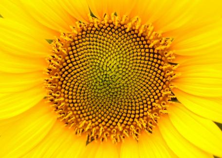 sunflower 01