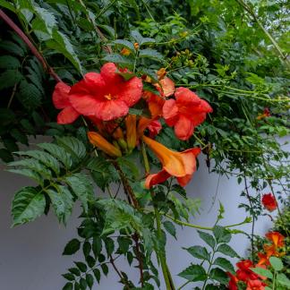 Flowers outside the wall