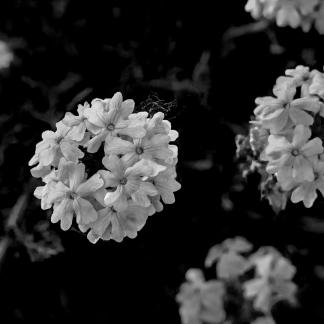 Flowers in the green foliage 1