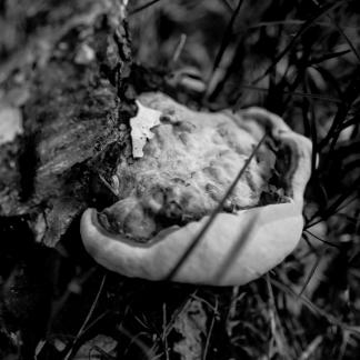 Wild mushrooms on trees 1