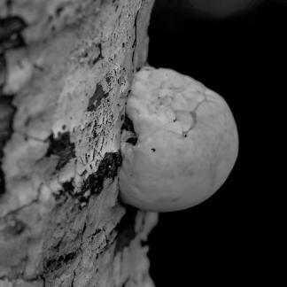 Wild mushrooms on trees 2