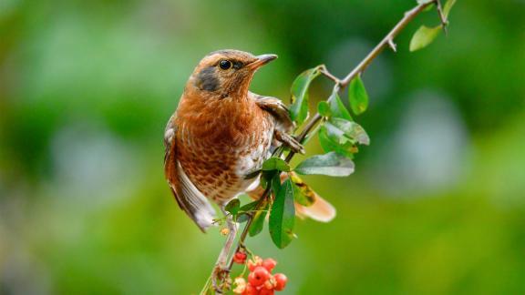 brown-eared bulbul 03