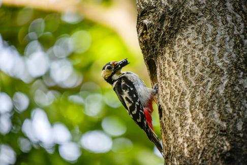 five-colored woodpecker 01