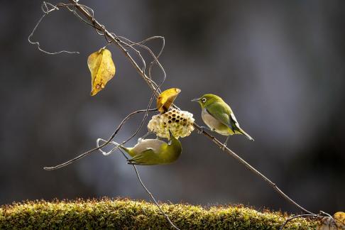 Hives and Birds 02