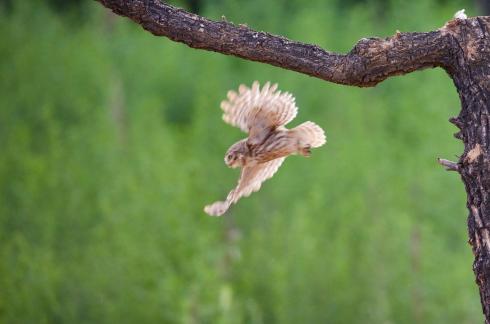 Owl flying