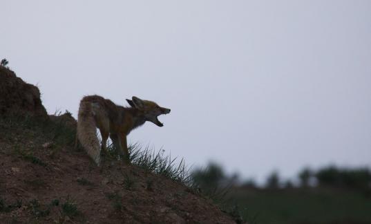 Fox shouting