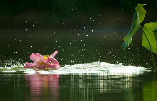 Lotus and fish