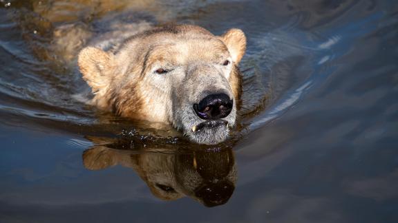 Ice Bear with reflection