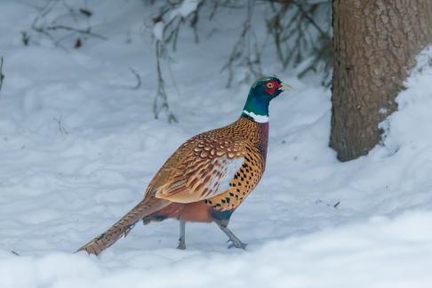 Phaesant on the Snow