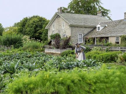 Vegetable Garden