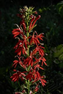 Cardinal Flower  2