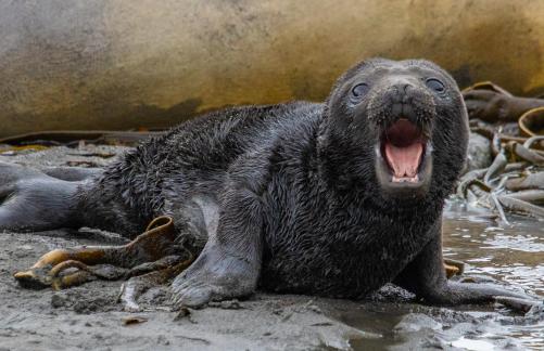 Newborn seal