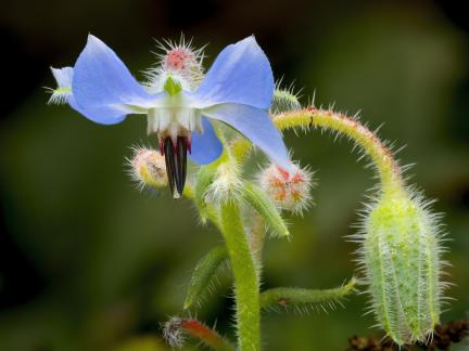 Borage flower