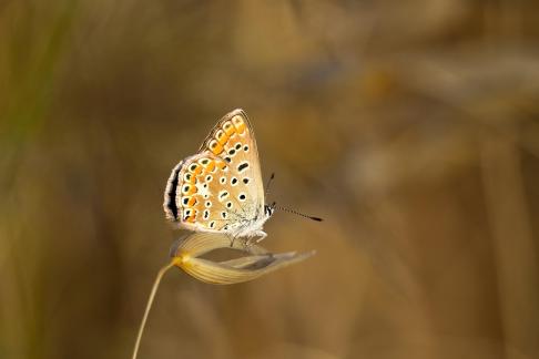 Common blue