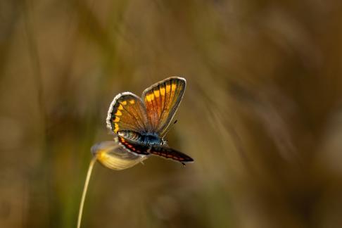 Common blue wings open