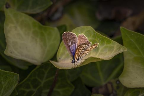 Long-tailed blue in Buskett