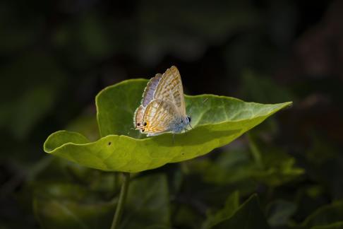 Long-tailed blue in Buskett 2