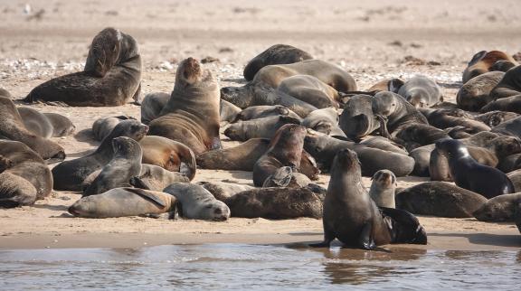 Cape fur seals_10