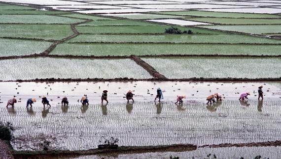 Paddy fields