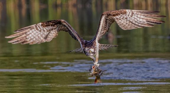 Osprey with catch 256