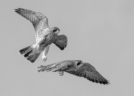 Juvenile Peregrine Falcon chase 68