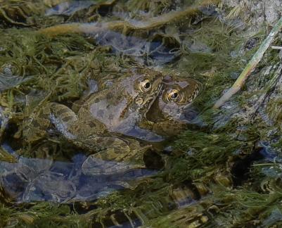 Cute frogs