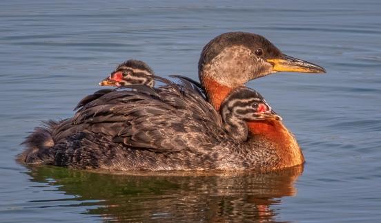 RED NECK GREBE BABY RIDE 92