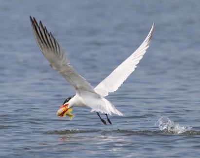 Caspian tern got big catch