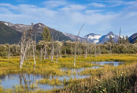 Alaskan marsh