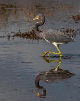 Reflected heron