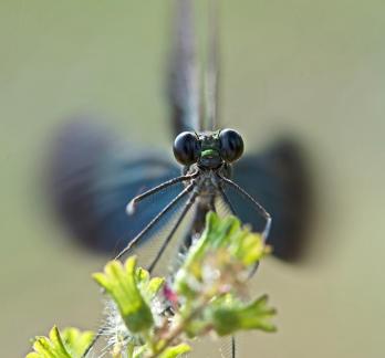 Beautiful Demoiselle