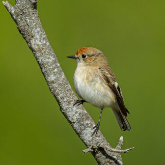 Mrs Red-capped Robin