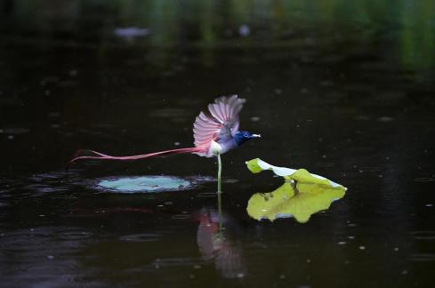 paradise flycatcher 2