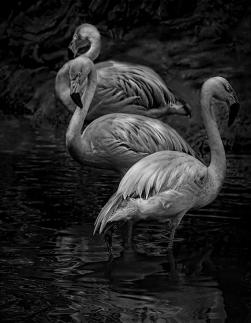 Three Flamingos