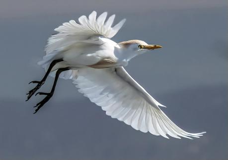 One Egret