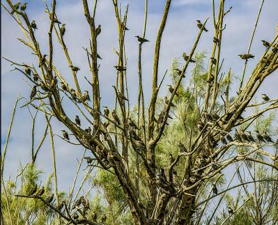 Tree of Birds