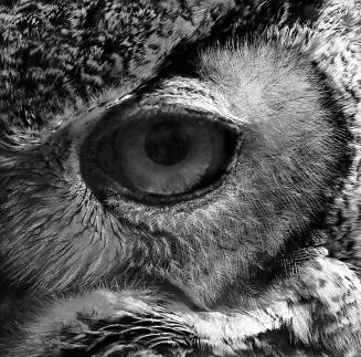 Eye of an Owl