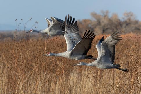 Trio of Sandhill Cranes