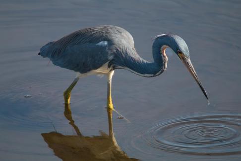 Tricolor Heron with Water Drop