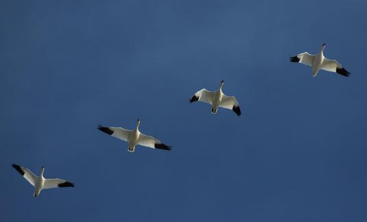 Snow Geese in Flight 0279