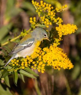 Northern Parula