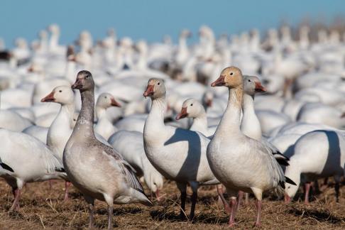 Grey Snow Goose