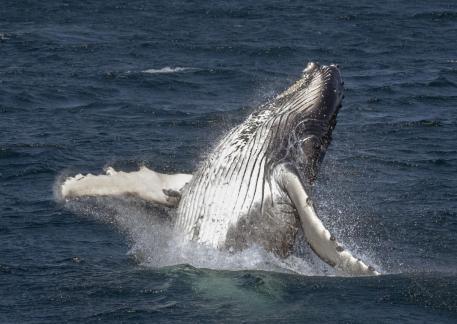 Breaching Whale 8