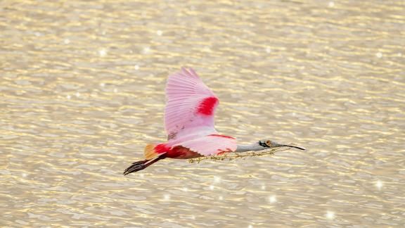 Roseate Spoonbill15