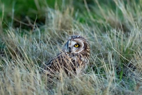 The owl in the grass1