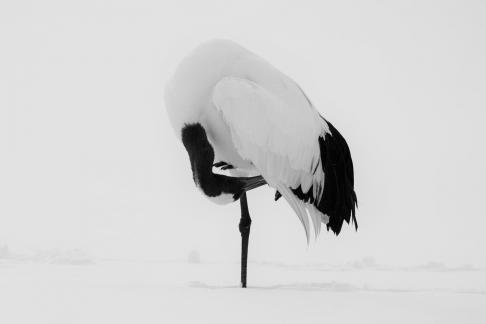 Red-crowned cranes in winter2