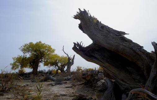 Angry trunk